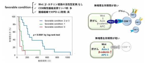 免疫チェックポイント阻害剤有効例に関わる因子（favorable condition）と無増悪生存期間