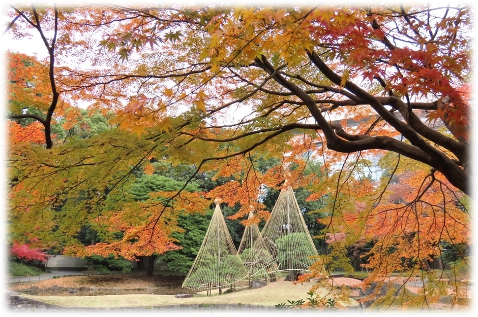 紅葉期の園内（昨年の様子）