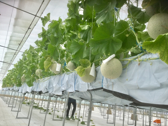 KING FARM メロンハウス