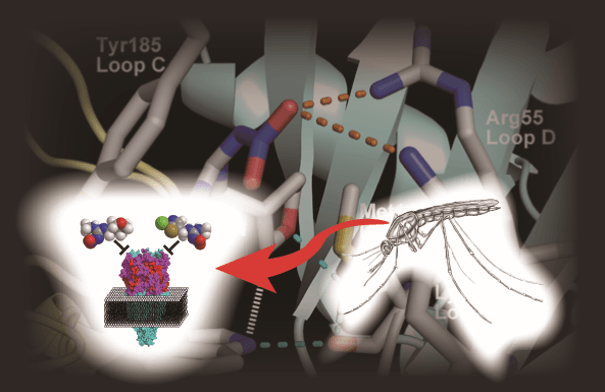 ネオニコチノイド系殺虫剤の作用機構の概要図