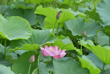 小石川後楽園「夏の早朝開園」のお知らせ