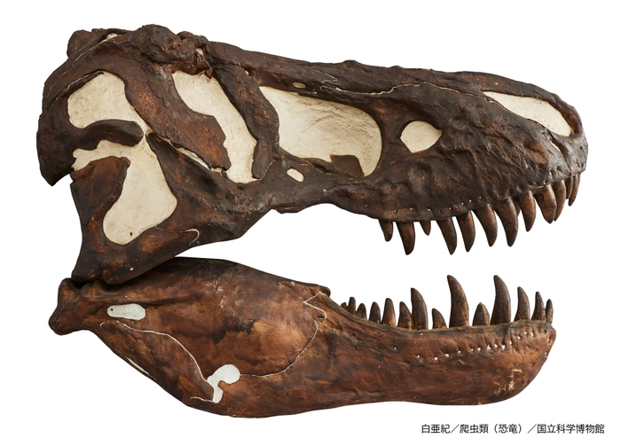 ティラノサウルス（レプリカ）