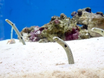 あべのハルカス近鉄本店に水族館が初登場！ 7月14日から「世界の淡水・海水魚展」を初開催します。 