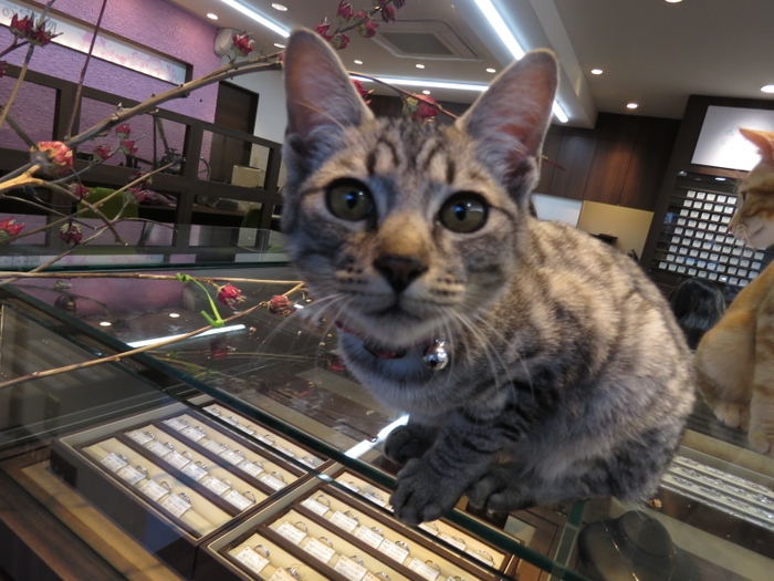 猫の日　猫好きさんの為の宝石店［猫の宝物］　店内ショーケース