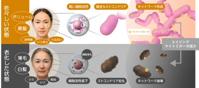 【新知見】シャクヤク、ボタンピ、ユリに 毛髪のアンチエイジング作用（抜け毛・うねりの減少）を発見