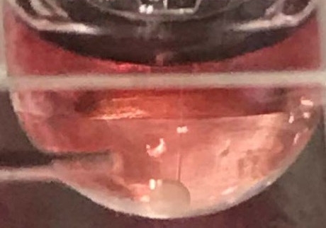 図2:試験管の底にあるミニ腎臓