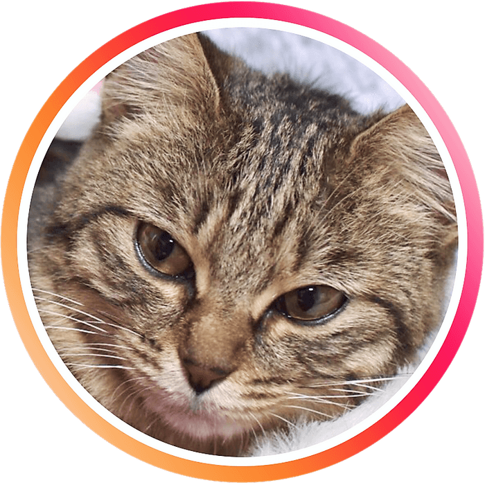 J-CATSロゴ1