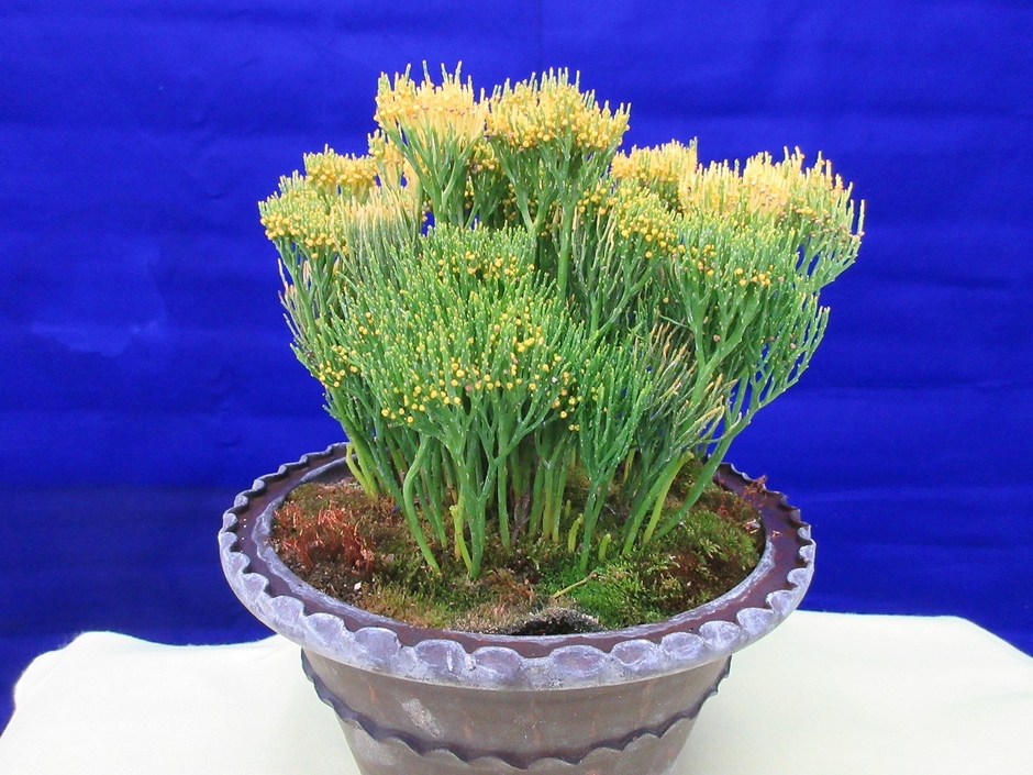 松葉蘭(日本松葉蘭連合会提供 )