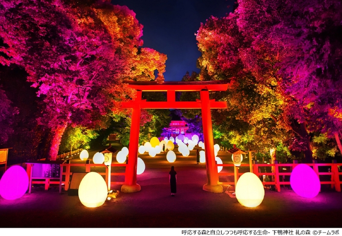 呼応する森と自立しつつも呼応する生命 ー 下鴨神社 糺の森 (C)チームラボ