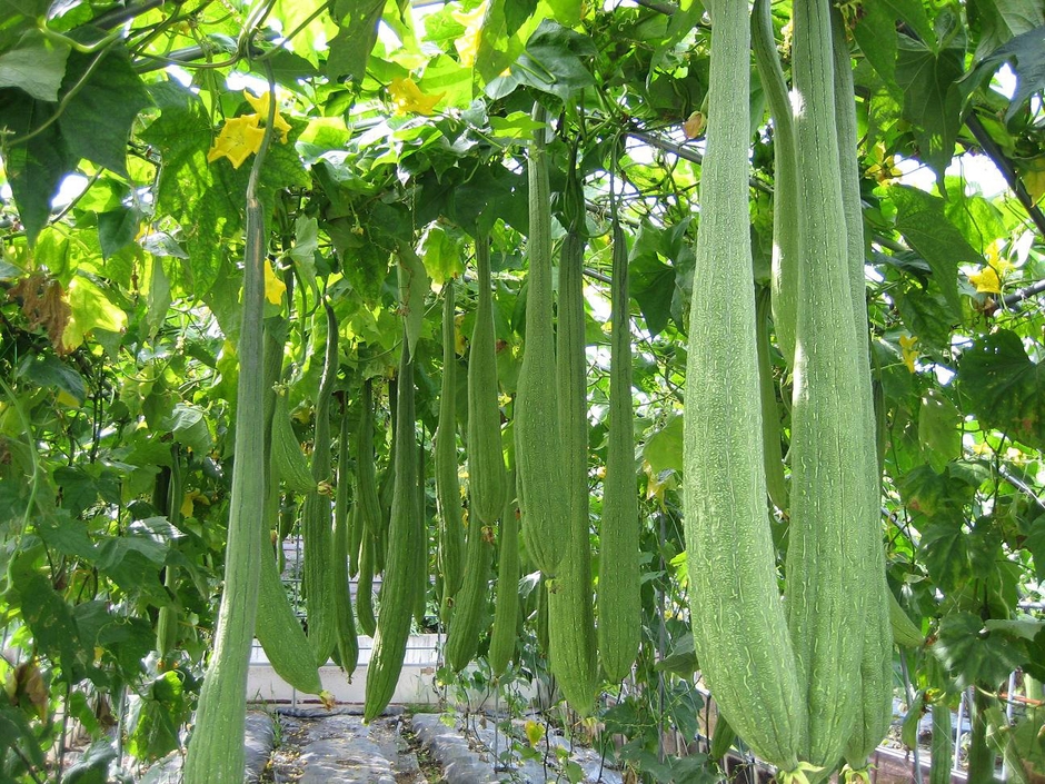 実ったヘチマは食べることもできる