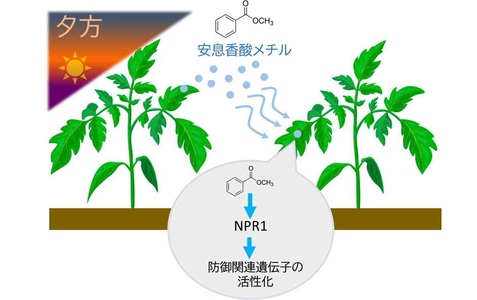図1.本研究の概要 MBは夕方から夜にかけて植物から多く放出され、この香りを受け取った植物では防御遺伝子が活性化される。また、その応答は植物免疫の中心制御因子であるNPR1を必要とする一方、従来知られているMeSAとは異なる特徴を示す。