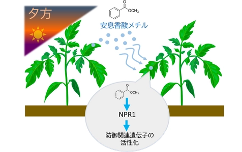 植物は夕方に「香り」で防御態勢を整える ―植物間コミュニケーションを担う新たな空気中シグナルを発見―