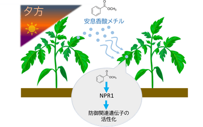 図1.本研究の概要 MBは夕方から夜にかけて植物から多く放出され、この香りを受け取った植物では防御遺伝子が活性化される。また、その応答は植物免疫の中心制御因子であるNPR1を必要とする一方、従来知られているMeSAとは異なる特徴を示す。