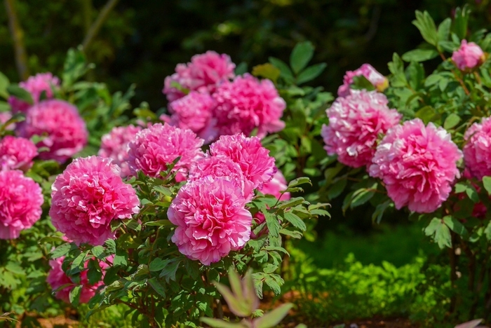 4月は牡丹がリレー形式で咲きます