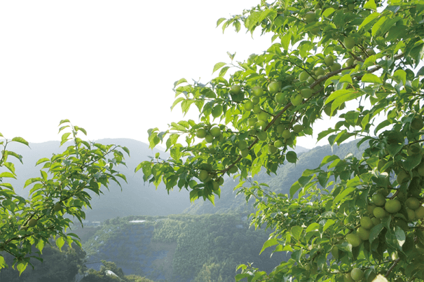 紀州の大地