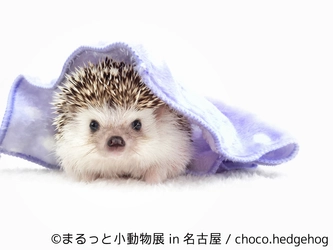 ハリ・ハム・リス・モモンガで新年初癒し！「まるっと小動物展」 　初の巡回展・名古屋開催が1月13日～2月18日に決定