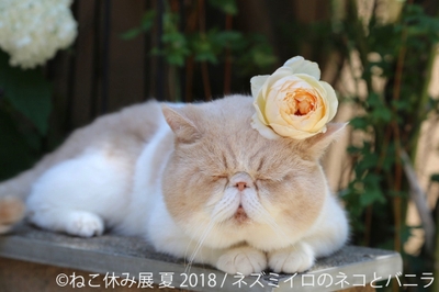 展示作品1