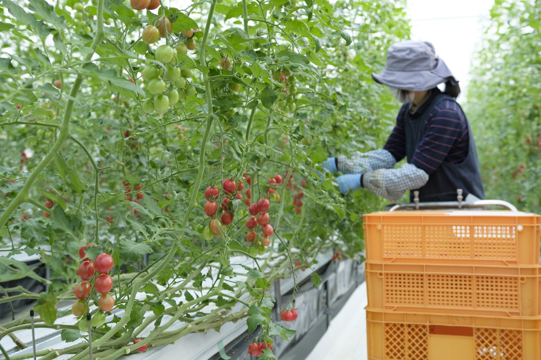 ひりょうやさんのトマト
