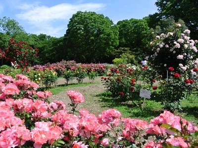 5/4(日・祝)に代々木公園で「春のバラフェスタ」を開催！都心の青空の下で、色とりどりの春バラを楽しめる