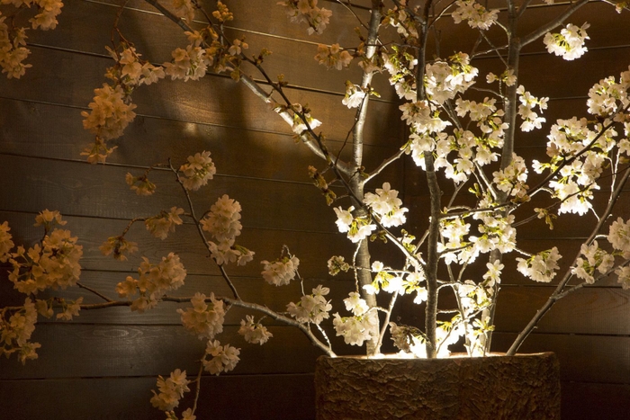 テラス夜桜!