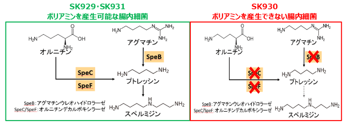図2　実験に用いた腸内細菌のポリアミン生合成経路