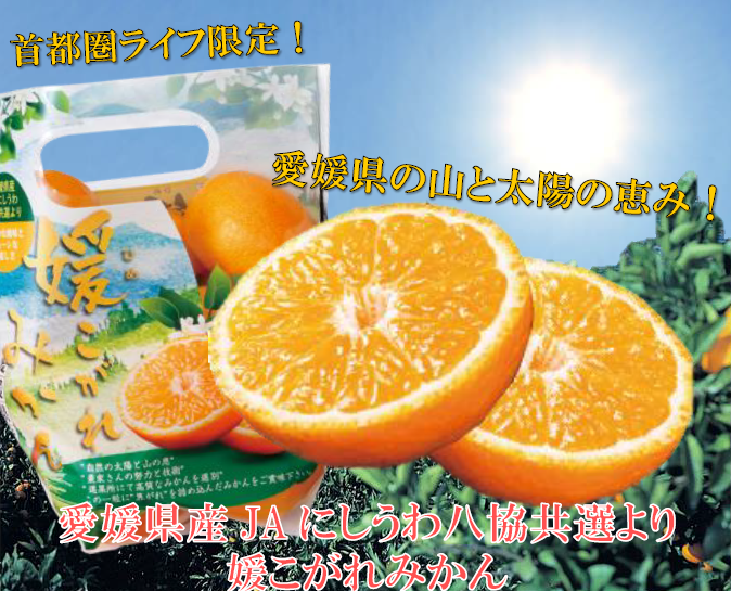 首都圏ライフでしか手に入らないみかん！自然豊かな愛媛県で育った園地