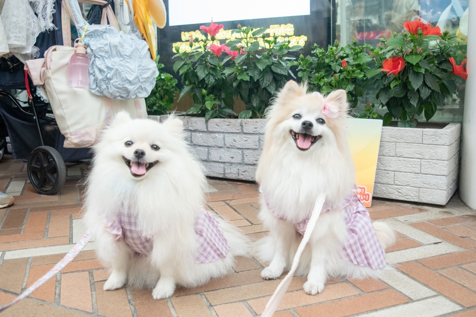 7月ラジオ放送にきてくれたわんドル