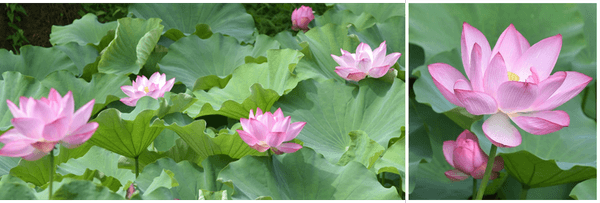 ハス最盛期の様子