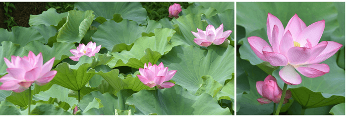 ハス最盛期の様子