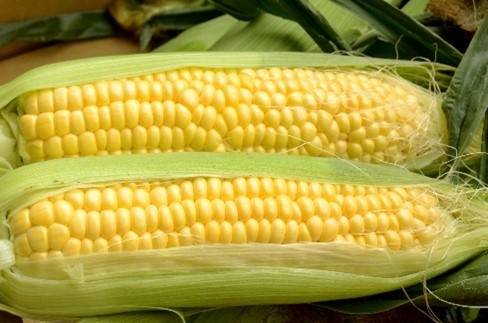 スイートコーン