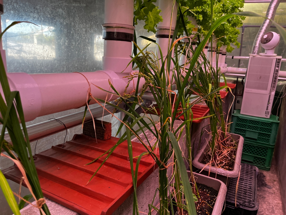 当社ラックと同じ特注LED環境での出穂