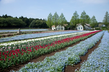 15万本のネモフィラと3万本のチューリップが春の共演！ - こもれび森のイバライドで春の花畑が4月初旬より見頃 -