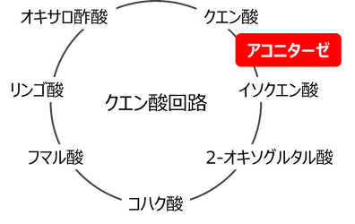 ラン藻におけるクエン酸蓄積の要因を解明
