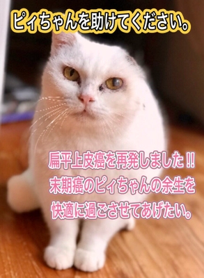 扁平上皮癌で耳を無くした保護猫ピィちゃんを助けたい　 クラウドファンディングREADYFORにてプロジェクトを開始　 ～扁平上皮癌再発後のピィちゃんの余生を快適なものに～