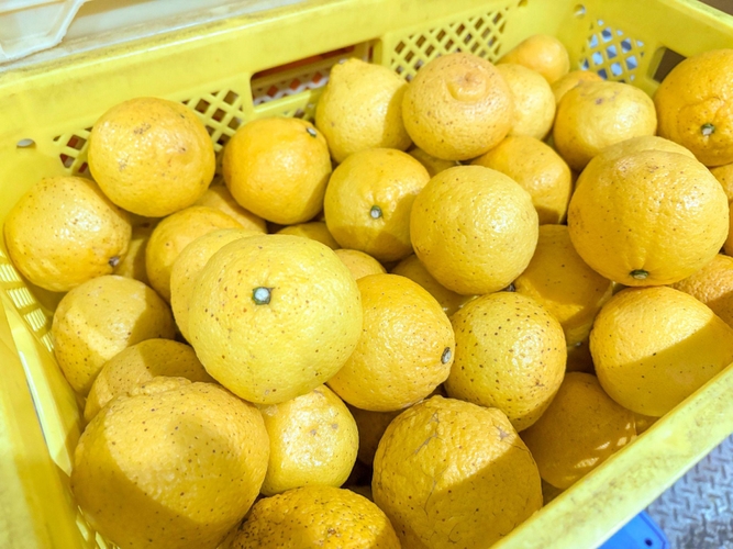 規格外品として選別された『はるか』