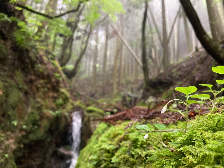 ＃The outdoor rice 水源(1)