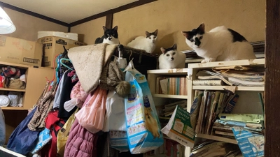 多頭飼育崩壊の猫40頭の譲渡会を11月22日緊急開催 　12月末が“いのち”のタイムリミット！