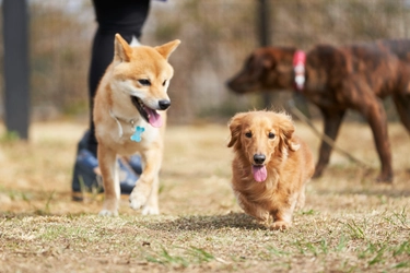 【愛犬を連れて旅行に出かけよう】リソルグループのペットフレンドリーな宿泊施設