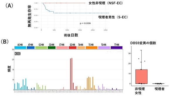 図1 女性非喫煙者の食道がん（NSF-EC）の特徴　（A）術後の無再発生存率を見ると、女性非喫煙者の食道がんは予後良好であることが分かる。　（B）女性非喫煙者食道がんの全ゲノム解析の結果、変異シグニチャーと考えられるDBS9が多く見つかった。2塩基置換のDBS9はGC>NN（GCの置換）やTC>NNが多い特徴がある。