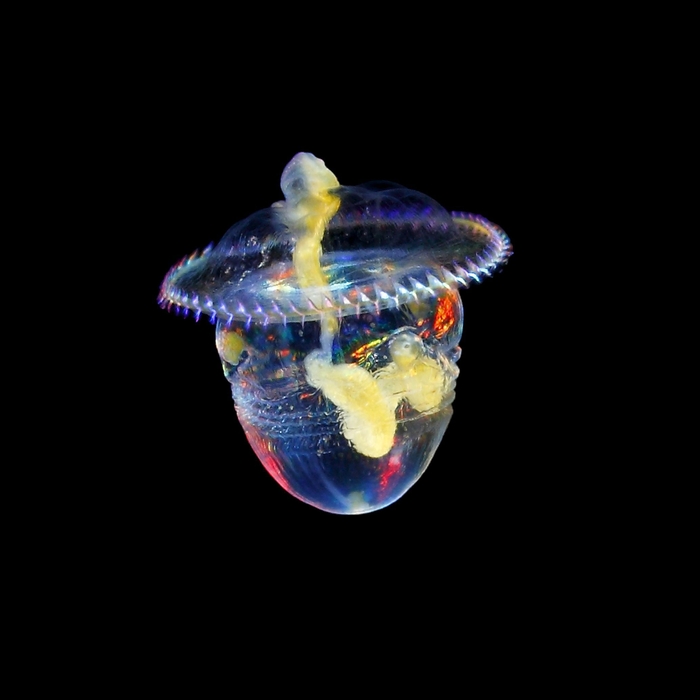 『Jewels in the night sea 神秘のプランクトン』
