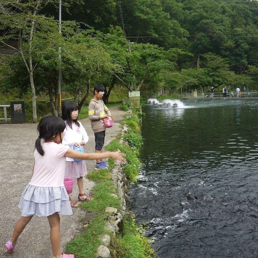 餌やりの体験もできます