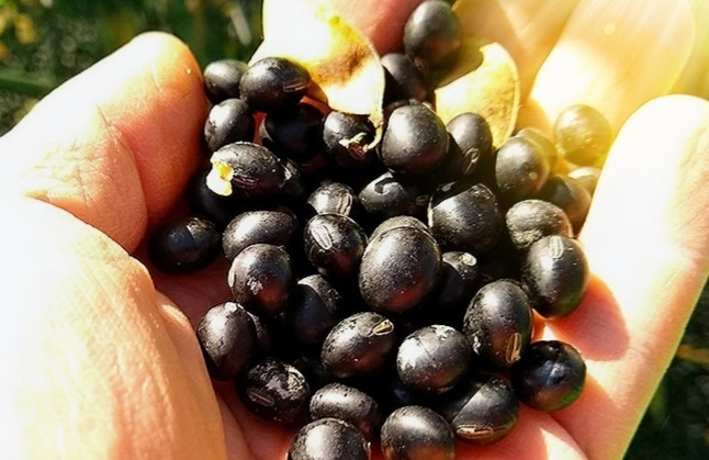 福岡県小竹町産【クロダマル】