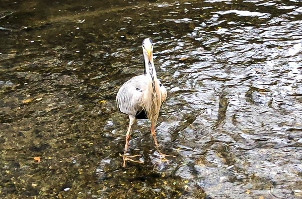 常連のアオサギ「しんちゃん」