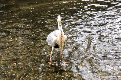 常連のアオサギ「しんちゃん」