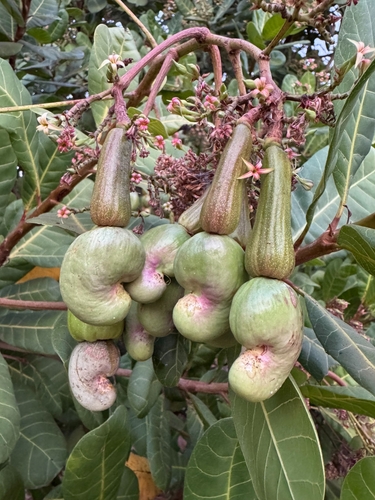 収穫前の未成熟カシューナッツ