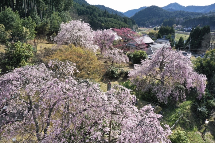 花宝苑のしだれ桜