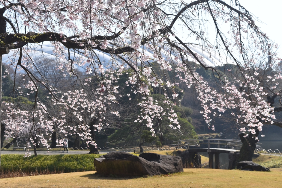 小石川後楽園シダレザクラ(過去最盛期の様子)