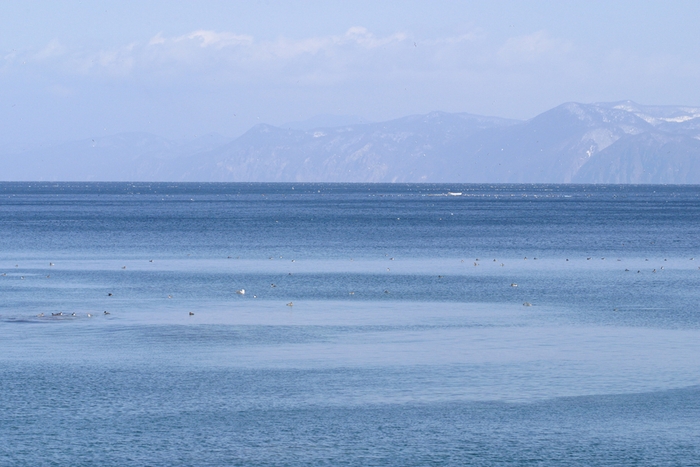 ホタテのふるさと青森県の陸奥湾