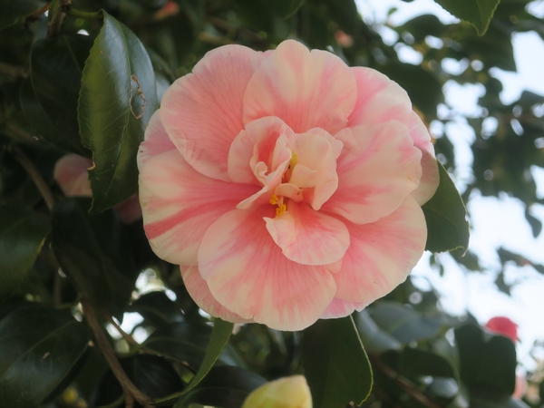 日月（ジツゲツ）