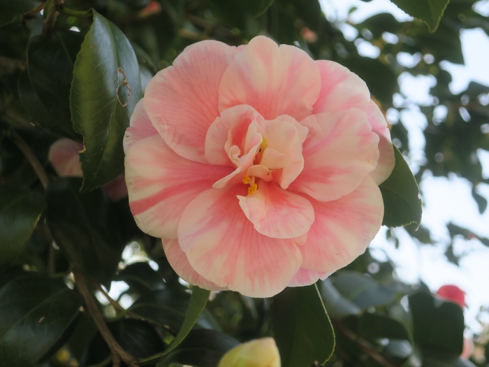 日月(ジツゲツ)